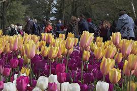 Семь миллионов тюльпанов: в Нидерландах открылся парк Кёкенхоф
