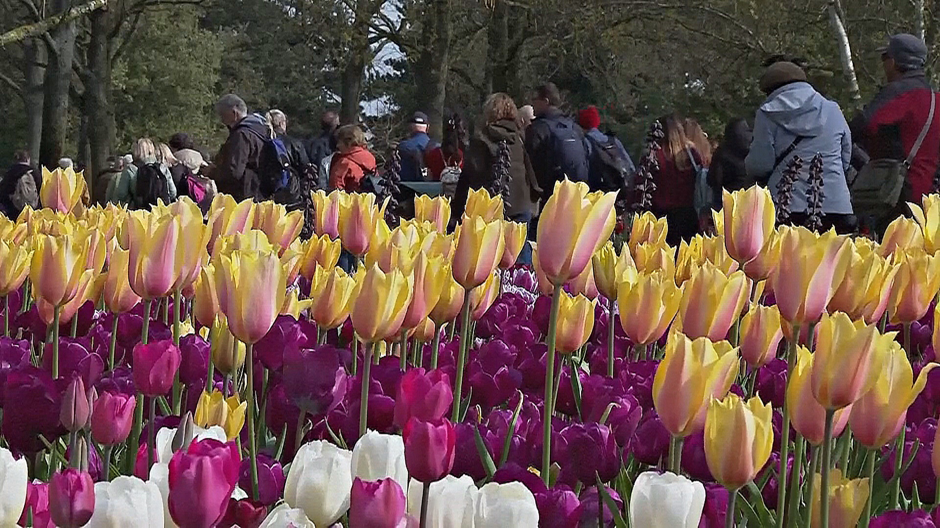 Семь миллионов тюльпанов: в Нидерландах открылся парк Кёкенхоф