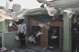 В индийской столице хранят искусство разведения голубей