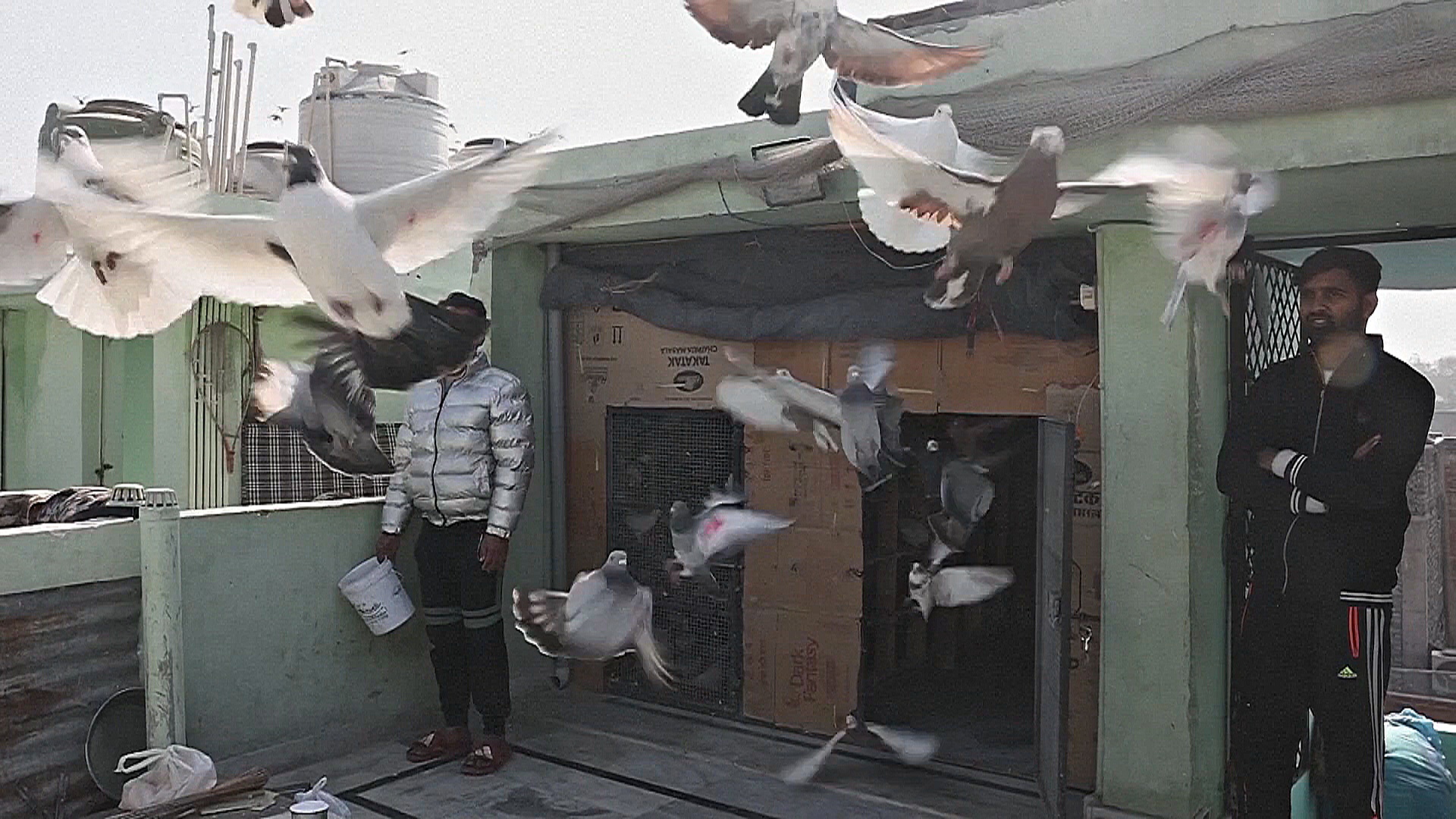 В индийской столице хранят искусство разведения голубей