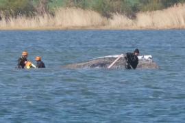 У берегов Германии продолжаются попытки спасти горбатого кита