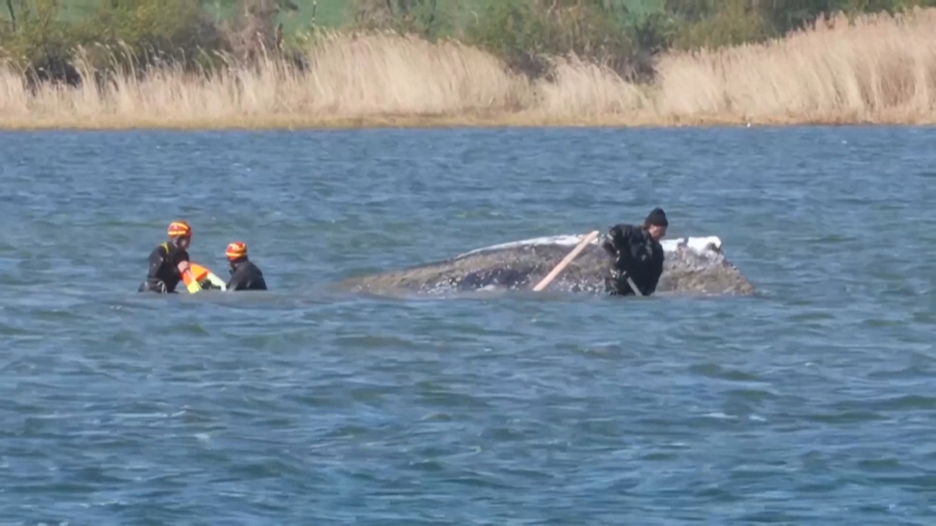 У берегов Германии продолжаются попытки спасти горбатого кита