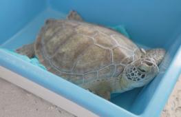 В честь Дня Земли во Флориде выпустили в океан чудом выжившую черепаху