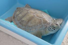 В честь Дня Земли во Флориде выпустили в океан чудом выжившую черепаху