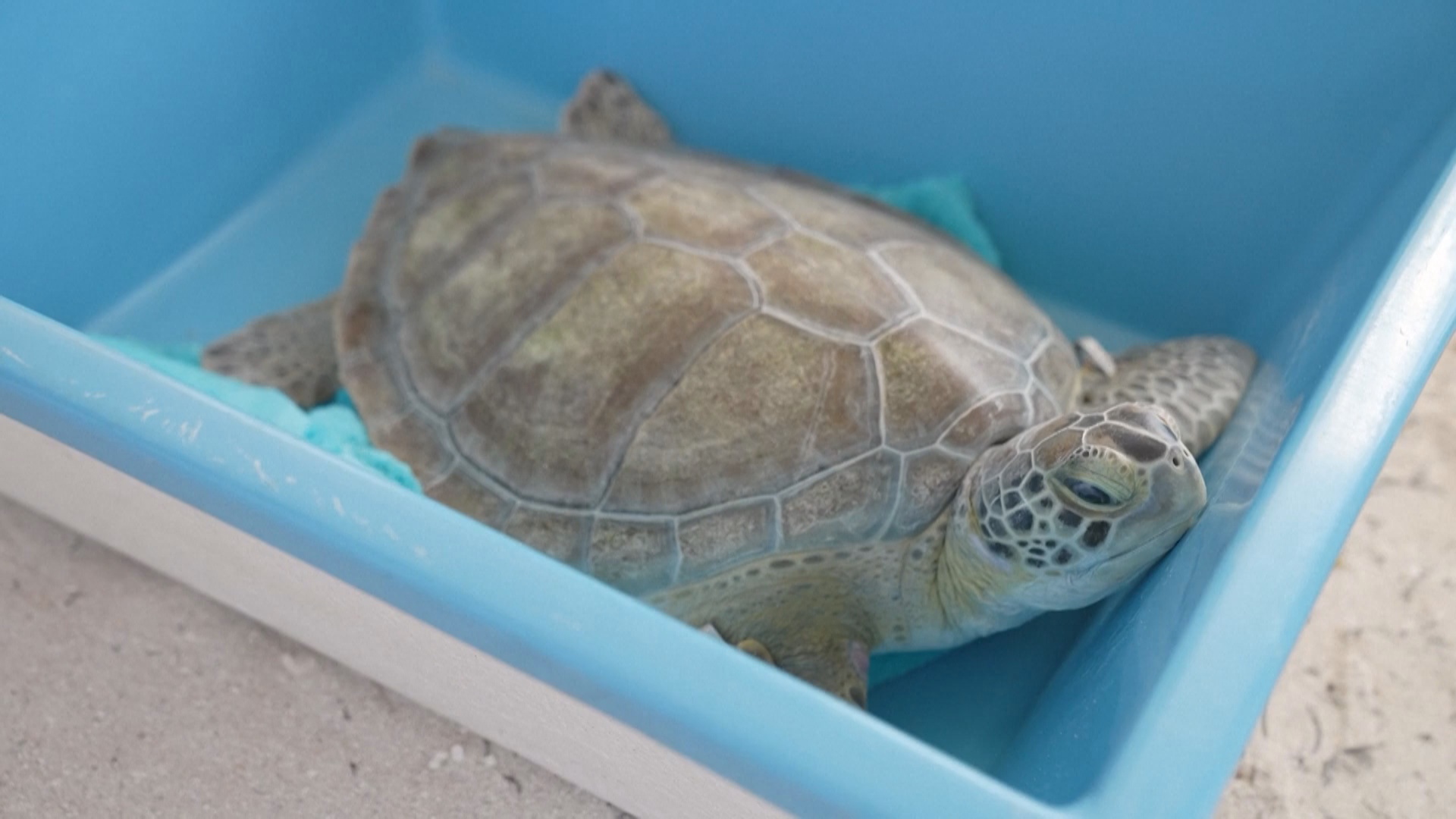 В честь Дня Земли во Флориде выпустили в океан чудом выжившую черепаху