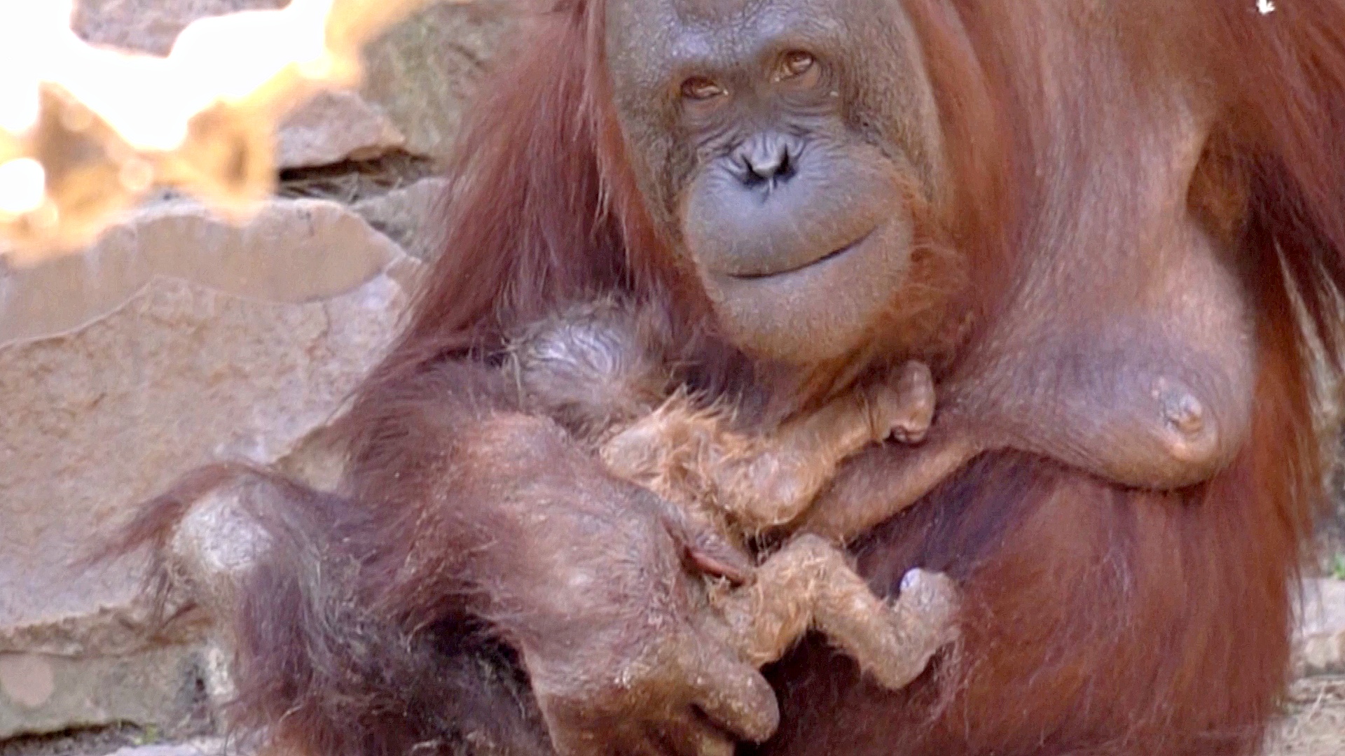 Детёныш орангутана родился прямо на глазах у посетителей зоопарка в Испании