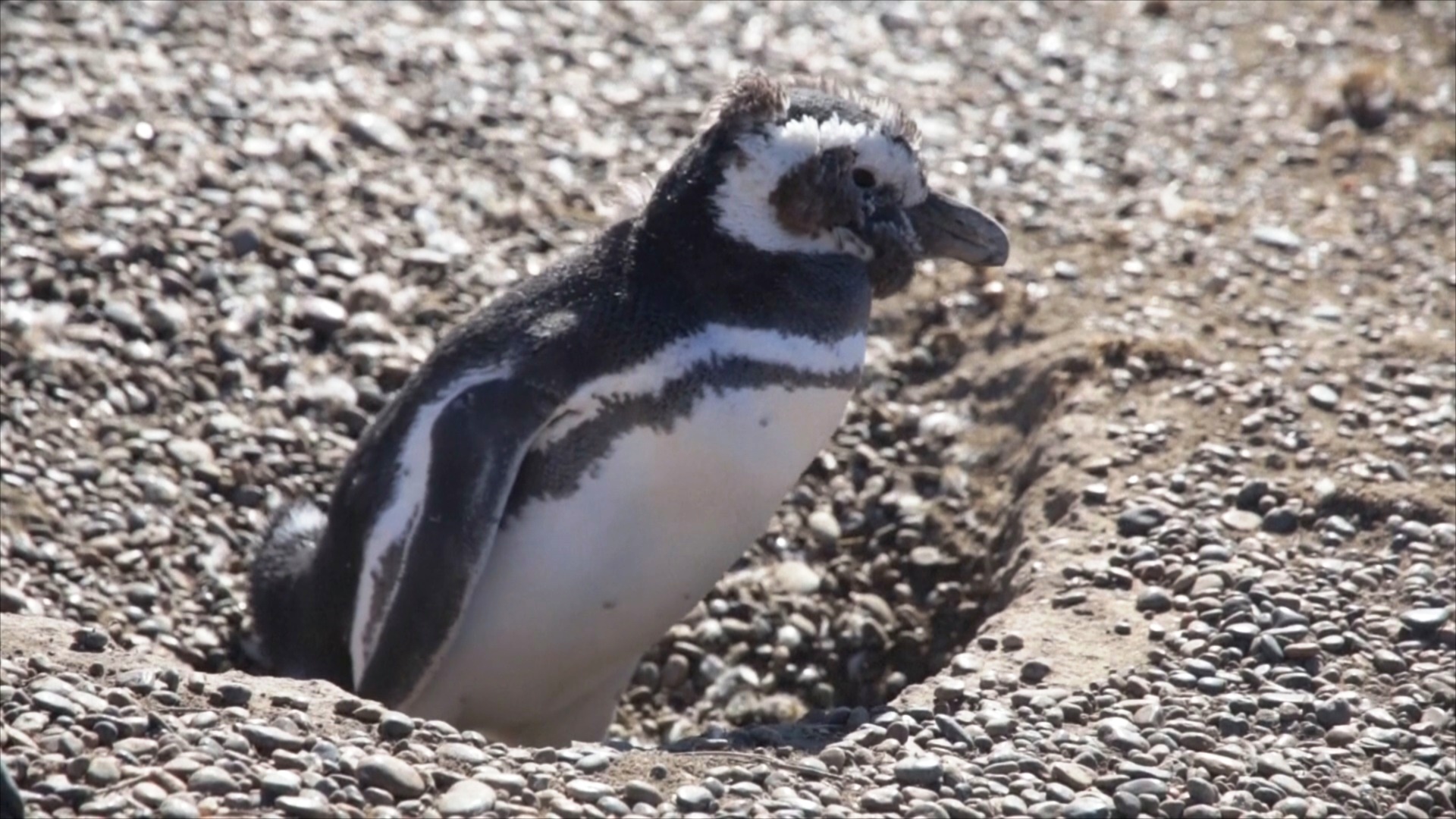 Как учёные отслеживают миграционный путь пингвинов длиной в 12 000 км