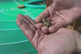 Кто дальше: состязания по лягушачьим прыжкам провели в Хорватии