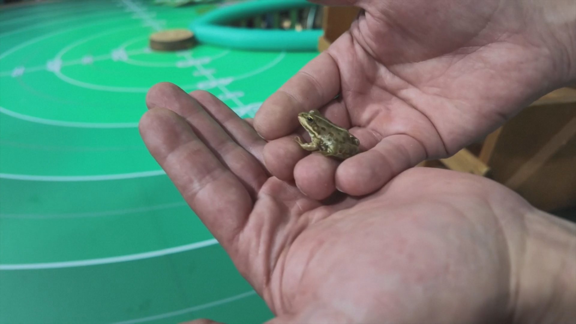 Кто дальше: состязания по лягушачьим прыжкам провели в Хорватии