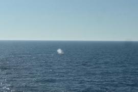 Кита Тимми выпустили на свободу в Северное море после долгой спасательной операции