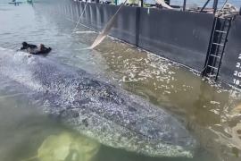 Горбатый кит Тимми умер через две недели после спасательной операции