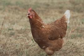 Во Франции из-за жары погибли сотни тысяч домашних птиц