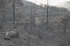 Лесной пожар в центральной Испании добрался до жилых домов