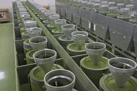 Мировой бум матчи привёл к дефициту и рекордному росту цен в Японии