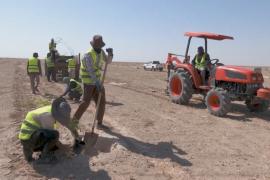 В иракской пустыне посадят миллион деревьев