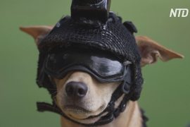 Чихуахуа по кличке Командо приняли на службу в Национальную гвардию Мексики