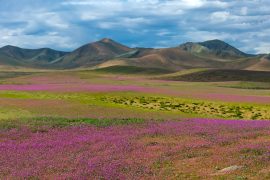 Самая сухая пустыня мира зацвела после рекордных дождей