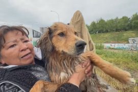 Как в Чили спасали бродячую собаку из разлившейся реки Мапочо
