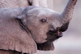 Доклад WWF: численность диких животных продолжает сокращаться, но надежда есть