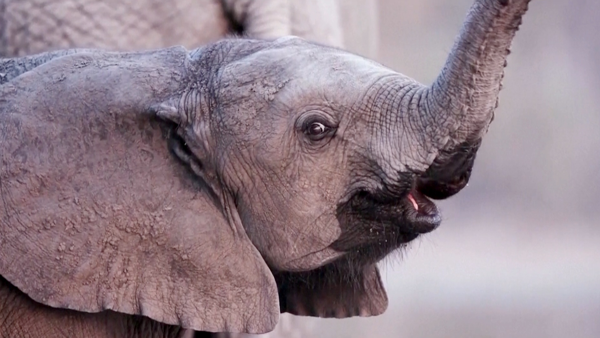 Доклад WWF: численность диких животных продолжает сокращаться, но надежда есть Доклад WWF: численность диких животных продолжает сокращаться, но надежда есть
