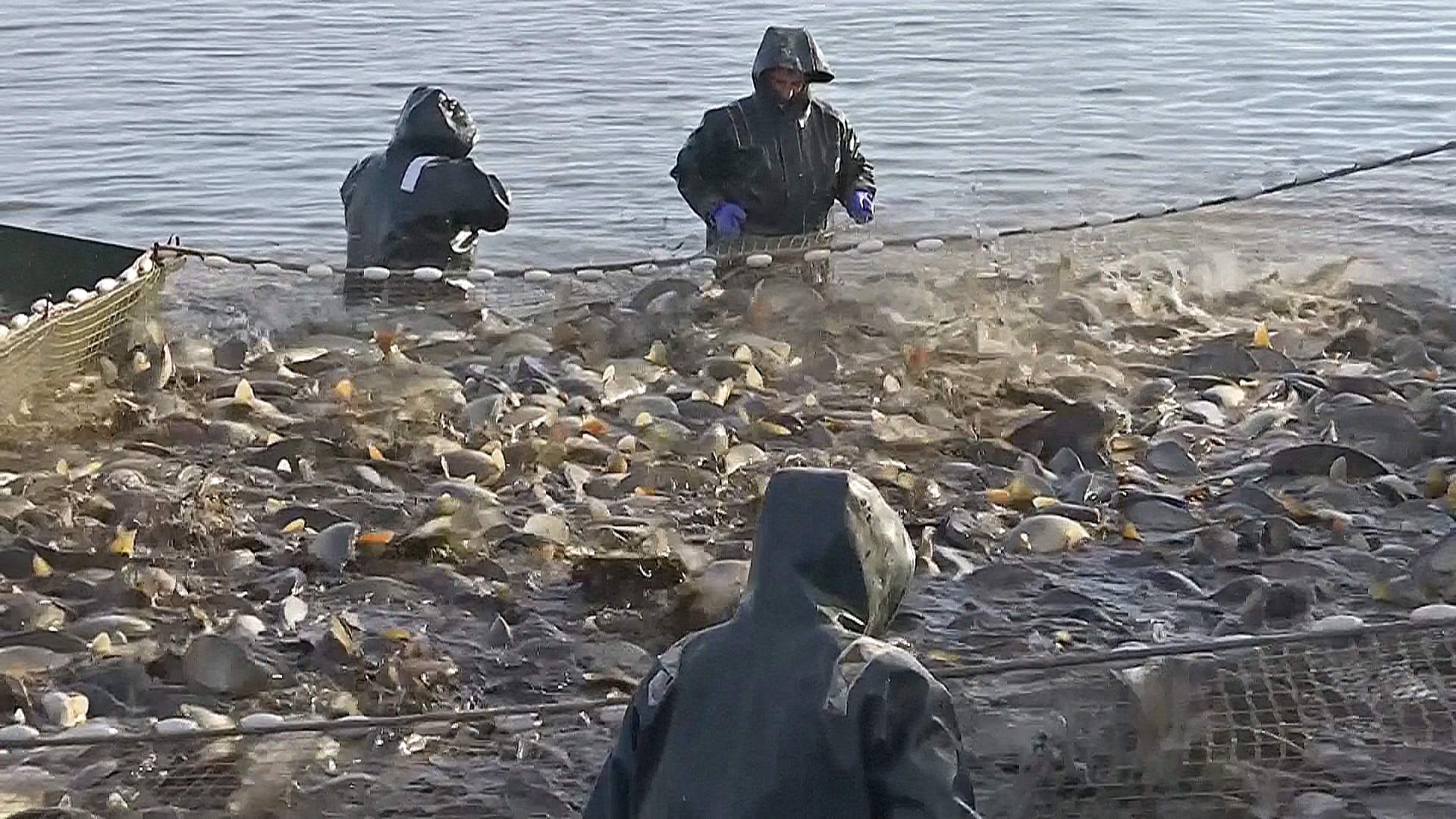 Воду из рыбных прудов Венгрии начали направлять на сухие поля Воду из рыбных прудов Венгрии начали направлять на сухие поля