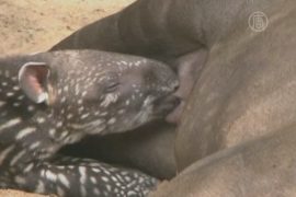 Новорожденный тапир стал звездой зоопарка
