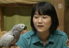 Попугай из Южной Кореи издает более 50 звуков