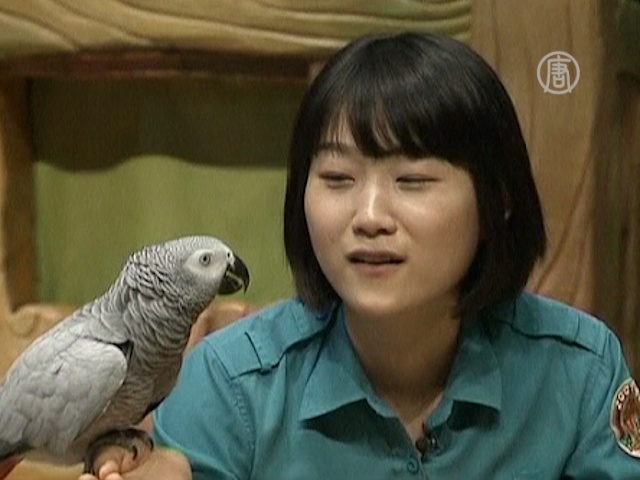 Попугай из Южной Кореи издает более 50 звуков