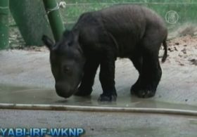 В неволе родился редкий суматранский носорог