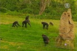 В заповеднике в ЮАР обезьяны покалечили студента