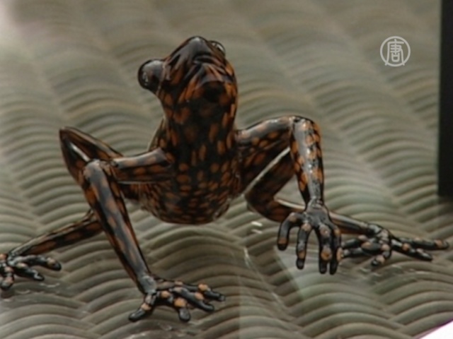 Новый вид лягушек назван в честь принца Чарльза