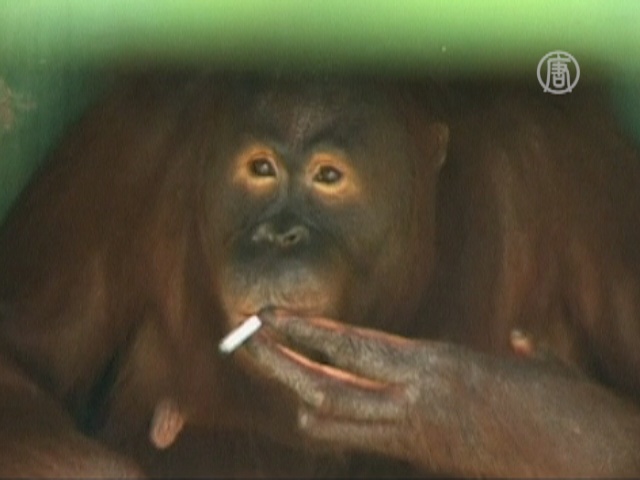 Орангутанга заставят бросить курить