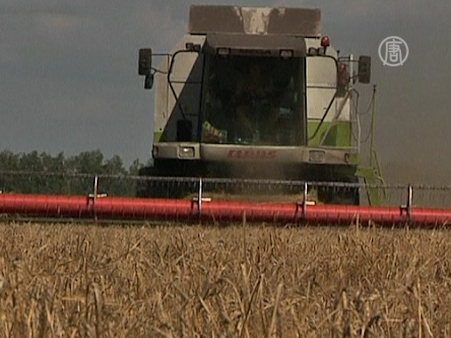 Зерновых в России соберут в два раза меньше