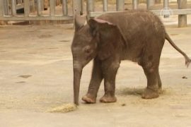 Слонёнок осваивает уши, хобот и ноги