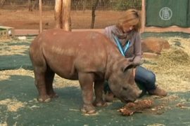 Приют для сирот-носорогов открылся в ЮАР