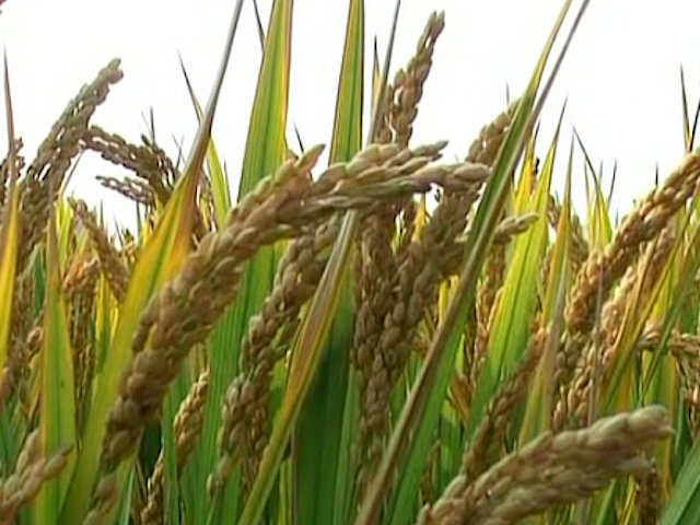 Китаю грозит инфляция из-за роста цен на зерно
