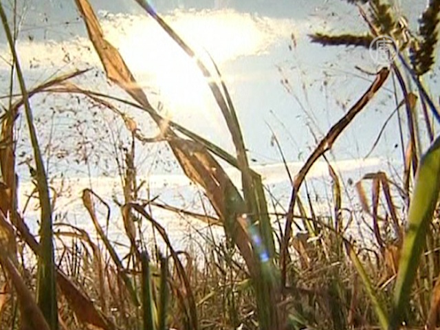 Засуха в России уничтожает зерно и сушит колодцы