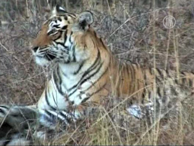 Индийским тиграм грозит вымирание