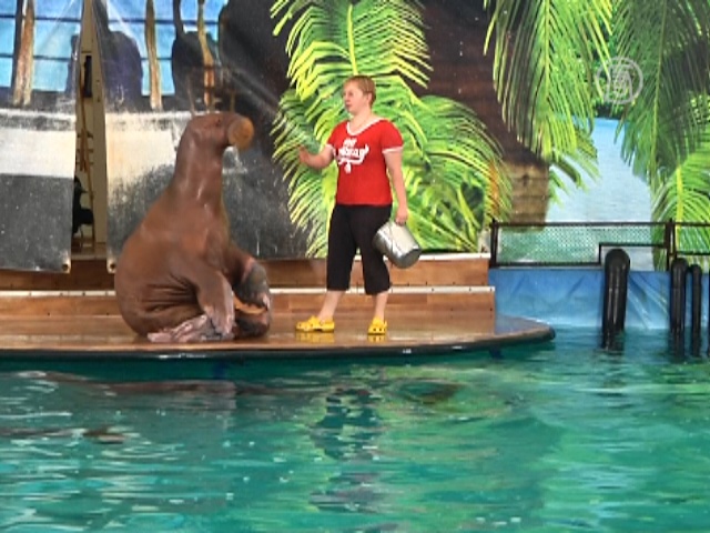 Морж делает зарядку и умывается