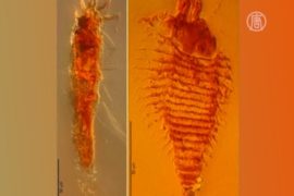 Найдены самые древние насекомые в мире