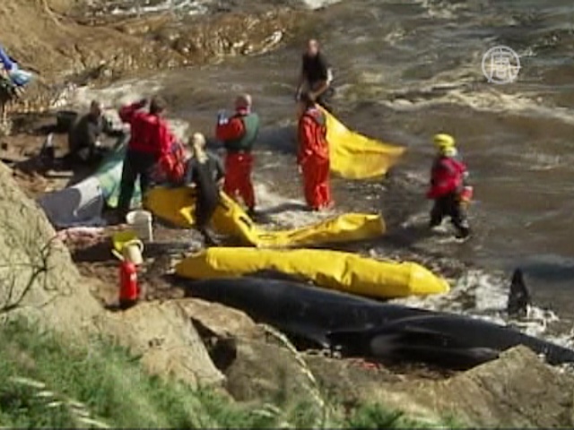 Сразу 26 китов-гринд выбросились на берег Шотландии