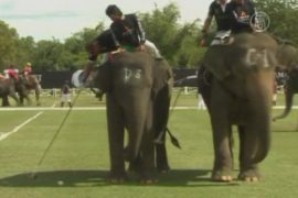 Поло на слонах — особый турнир в Таиланде