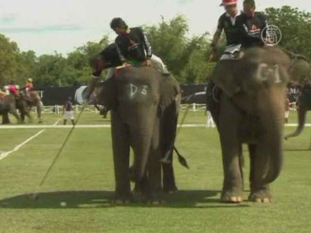 Поло на слонах — особый турнир в Таиланде