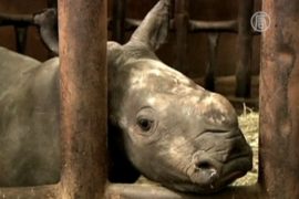 Носороги досрочно порадовали зоопарк потомством