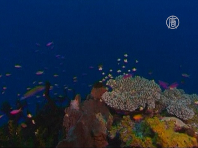 Кораллы будут спасать истреблением морской звезды
