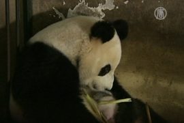 Большая панда из Чэнду кормит своих медвежат