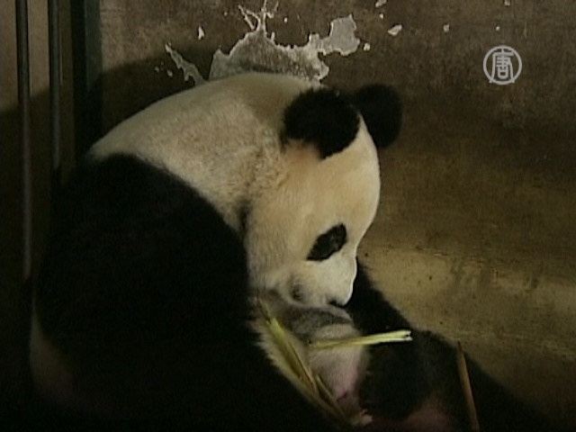 Большая панда из Чэнду кормит своих медвежат
