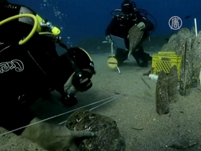 Редких моллюсков спасают из-под «Коста Конкордии»