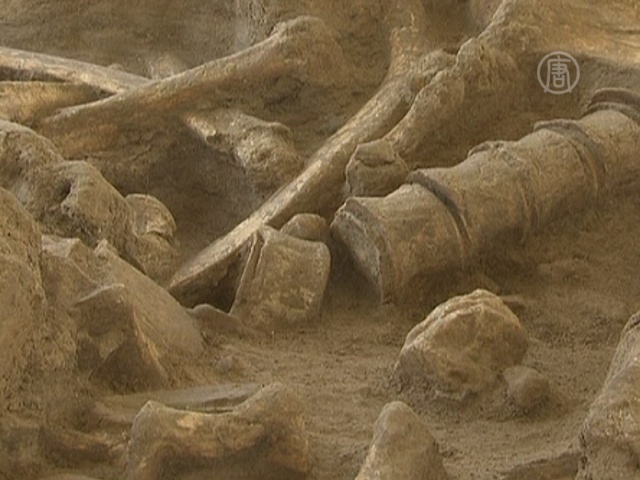 Во Франции нашли 200-тысячелетний скелет мамонта