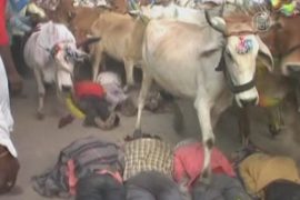 Коровы бегут по спинам набожных индийцев